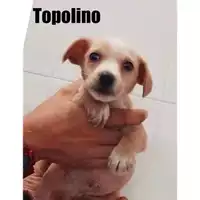 Foto dell\'animale Comune di Salerno - 380260044671144