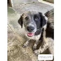 Foto dell\'animale Comune di Salerno - 380260044666898