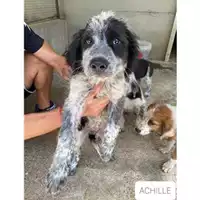 Foto dell\'animale Comune di Salerno - 380260044666729
