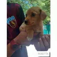Foto dell\'animale Comune di Salerno - 380260044666980