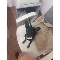 Foto dell\'animale Comune di Salerno - 380260044665824