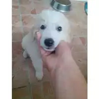 Foto dell\'animale Comune di Salerno - 380260044666453