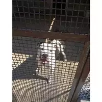 Foto dell\'animale Comune di Salerno - 380260044667554