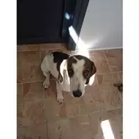 Foto dell\'animale Comune di Salerno - 380260044670215
