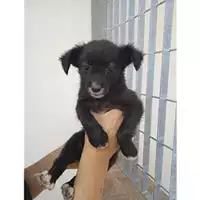 Foto dell\'animale Comune di Salerno - 380260044670358