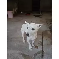 Foto dell\'animale Comune di Salerno - 380260044806276