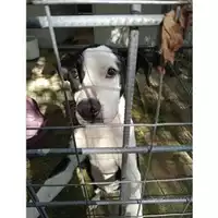 Foto dell\'animale Comune di Salerno - 380260044806840