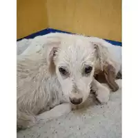Foto dell\'animale Comune di Salerno - 380260044667218