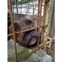 Foto dell\'animale Comune di Salerno - 380260044671177