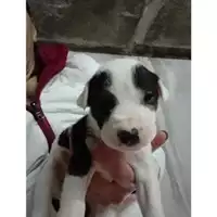 Foto dell\'animale Comune di Salerno - 380260044806937