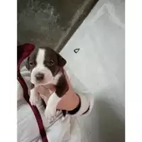Foto dell\'animale Comune di Salerno - 380260044806459