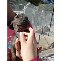 Foto dell\'animale Comune di Salerno - 380260044806473