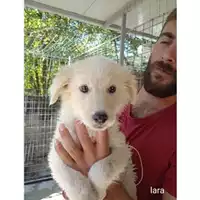 Foto dell\'animale Comune di Salerno - 380260044806303