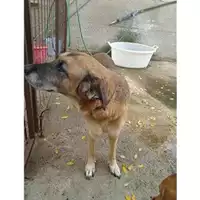 Foto dell\'animale Comune di Salerno - 380260044806297