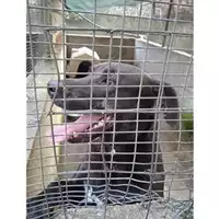 Foto dell\'animale Comune di Salerno - 380260044812067