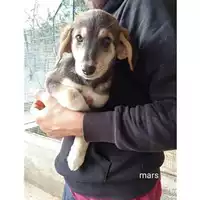 Foto dell\'animale Comune di Salerno - 380260044671731