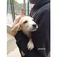 Foto dell\'animale Comune di Salerno - 380260044671630