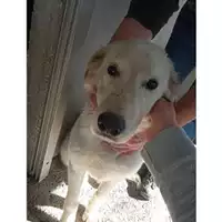 Foto dell\'animale Comune di Salerno - 380260044806522