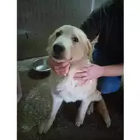 Foto dell\'animale Comune di Salerno - 380260044806472