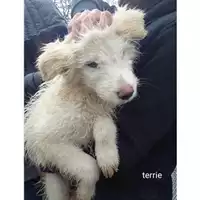 Foto dell\'animale Comune di Salerno - 380260044806699