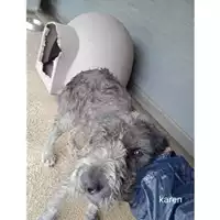 Foto dell\'animale Comune di Salerno - 380260044671872