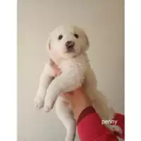 Foto dell\'animale Comune di Salerno - 380260044806918