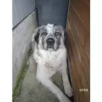 Foto dell\'animale Comune di Salerno - 380260044806822