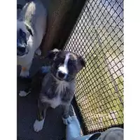 Foto dell\'animale Comune di Salerno - 380260044806628