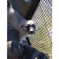 Foto dell\'animale Comune di Salerno - 380260044806643