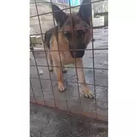 Foto dell\'animale Comune di Salerno - 380260044806471