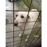 Foto dell\'animale Comune di Salerno - 380260044670310