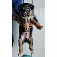 Foto dell\'animale Comune di Salerno - 380260044666857