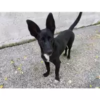 Foto dell\'animale Comune di Salerno - 380260040814639