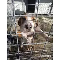 Foto dell\'animale Comune di Salerno - 380260044671991