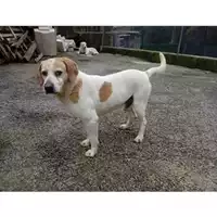 Foto dell\'animale Comune di Salerno - 380260042387418