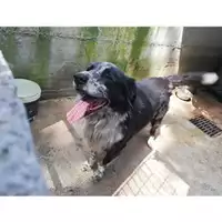 Comune di Salerno - 380260041407845