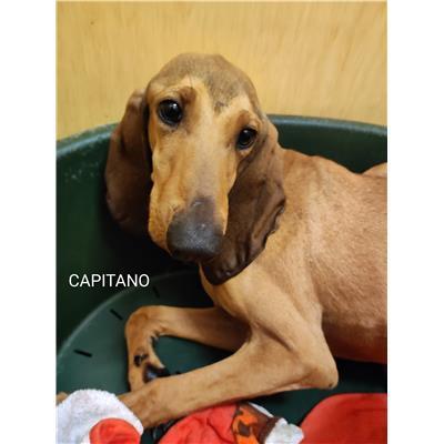 Comune di Salerno - Cane - Microchip 380260170225685