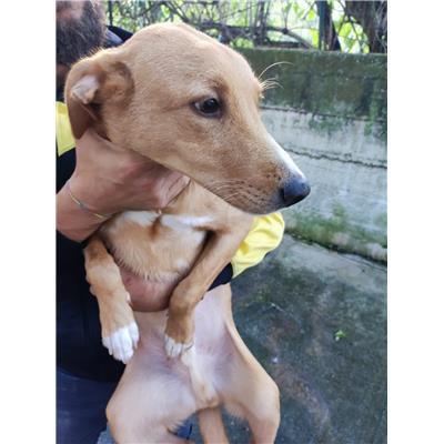 Comune di Salerno - Cane - Microchip 380260170262322