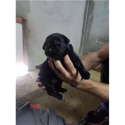 Comune di Eboli - Cane - Microchip 380260170235930