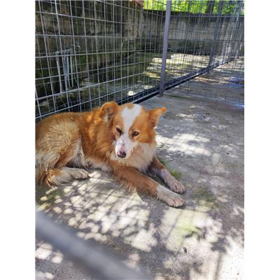 COMUNE GIFFONI VALLE PIANA - Cane - Microchip 380260170246890