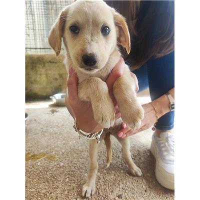 Comune di Salerno - Cane - Microchip 380260170246492