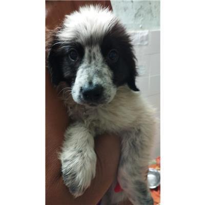 Comune di Eboli - Cane - Microchip 380260170235321