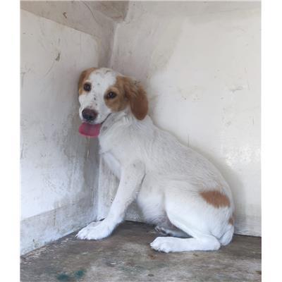 Comune di Salerno - Cane - Microchip 380260170246294