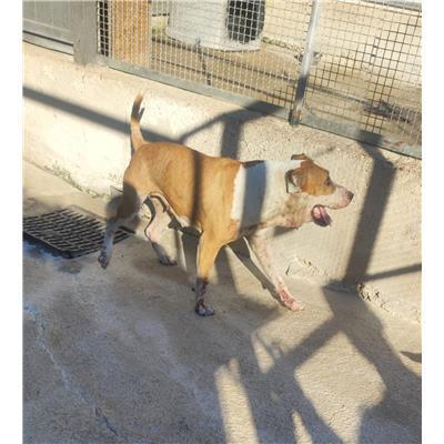 Comune di Salerno - Cane - Microchip 380260006030910