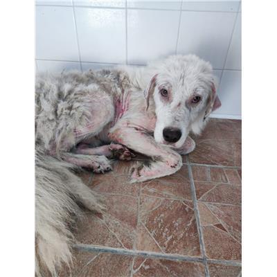 COMUNE DI SACCO - Cane - Microchip 380260170232857