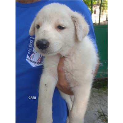 Comune di Eboli - Cane - Microchip 380260170249250