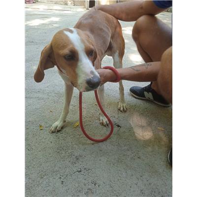 Comune di Salerno - Cane - Microchip 380260170246879