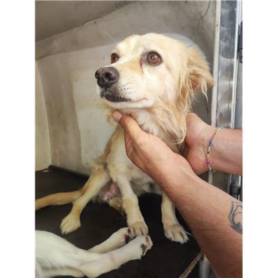 Comune di Eboli - Cane - Microchip 380260170232810