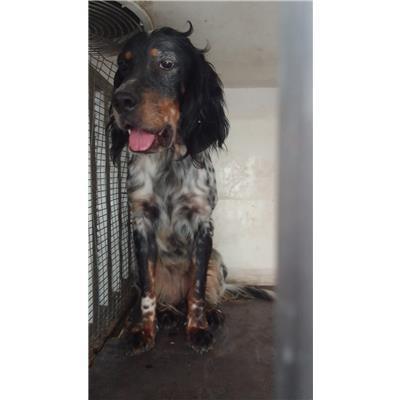 SAN MANGO PIEMONTE - Cane - Microchip 380260170246160