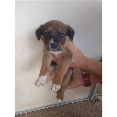 Comune di Eboli - Cane - Microchip 380260170232770